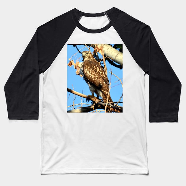 Red Tailed Hawk in Tree Baseball T-Shirt by Scubagirlamy